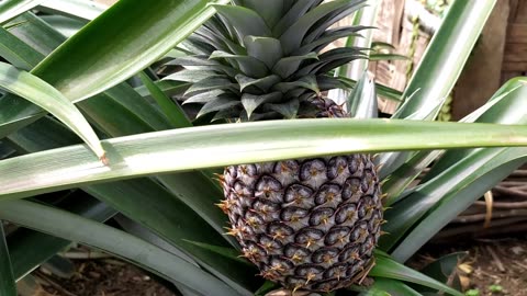 Pineapple Plants in a Peaceful Village | Tropical Farm Life