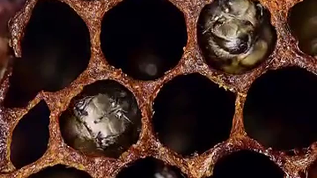 🐝👀 Watch These Bees Hatching From Their Eggs! | FeedMyCuriosity
