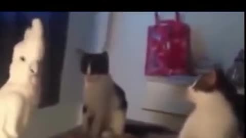 😂🐈 Cat's Funny Greeting to Fellow Cats! | FunFM