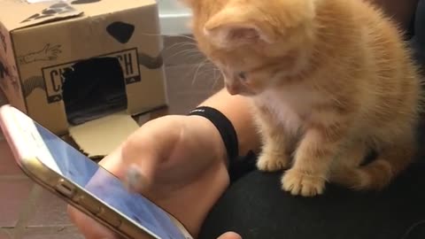🤣🐶 Teaching Em Young: The Funniest Animal Moments! | FunFM