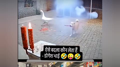 Doggy bhai ne apna badla le liye