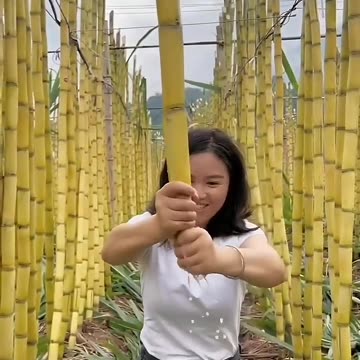 चीन के कृषि वैज्ञानिकों का कमाल।😲 | बांस के डीएनए से बनाया मोटा गन्ना। #factshort