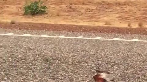 Funny Animal Adventures!