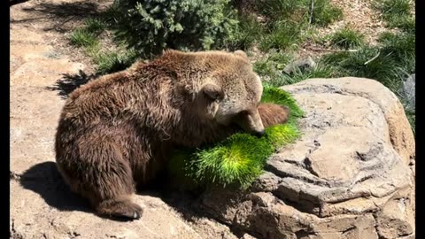 Denver Zoo Animals Devour FarmBox Fodder