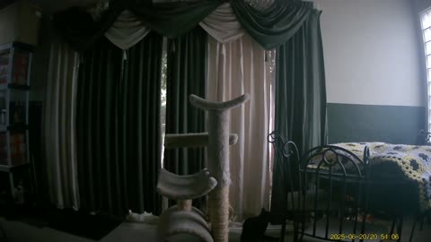 Cookie Cutter the Cat Jumping Off Cat Condo, Filmed By Haza PR800 Wild Camera, Dbn, MI, June 2025