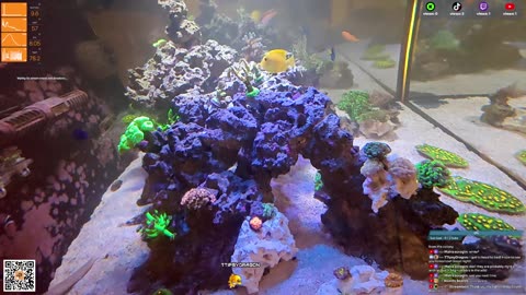 24/7 Real Live Reef Stream