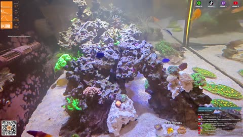 24/7 Real Live Reef Stream