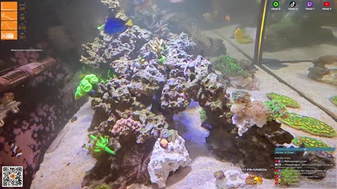 24/7 Real Live Reef Stream