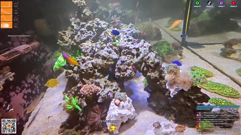 24/7 Real Live Reef Stream