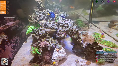 24/7 Real Live Reef Stream