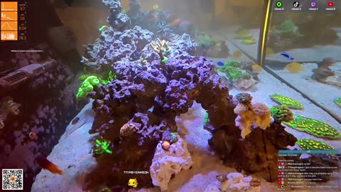 24/7 Real Live Reef Stream