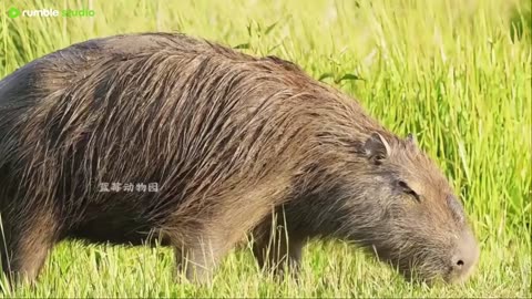 The Buddha ceiling of the animal world, the main theme is a comfortable life.