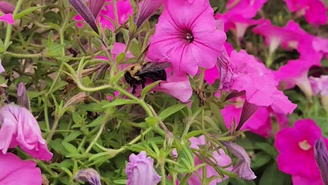 Spotted: Barch the Carpenter Bee
