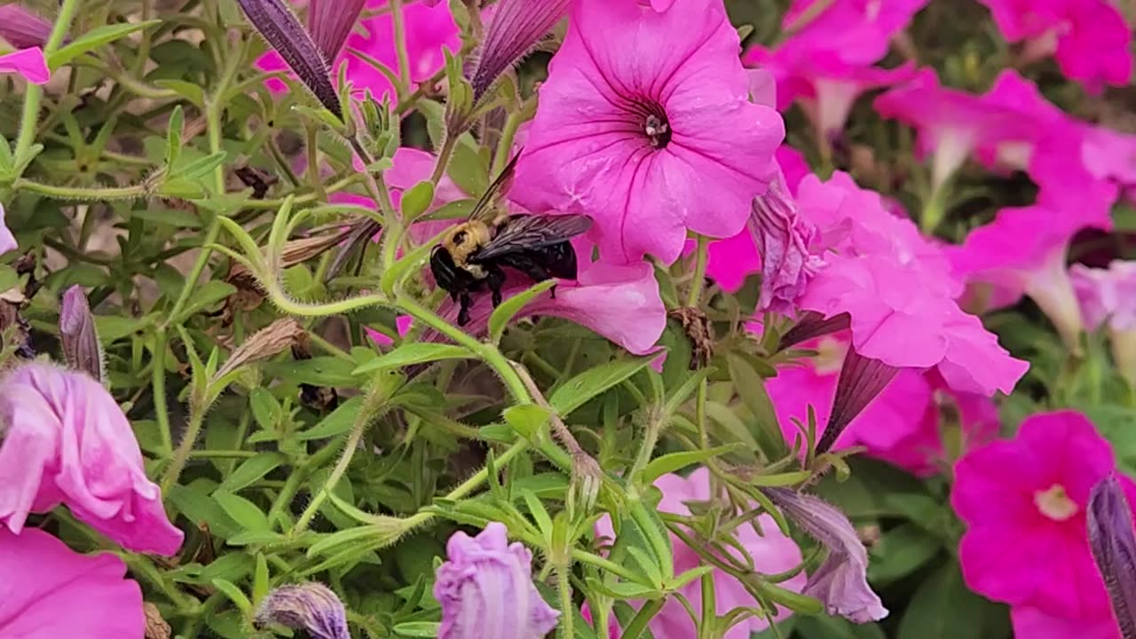 Spotted: Barch the Carpenter Bee