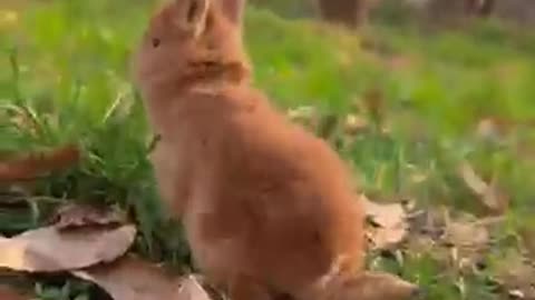 Funny cute Animals
