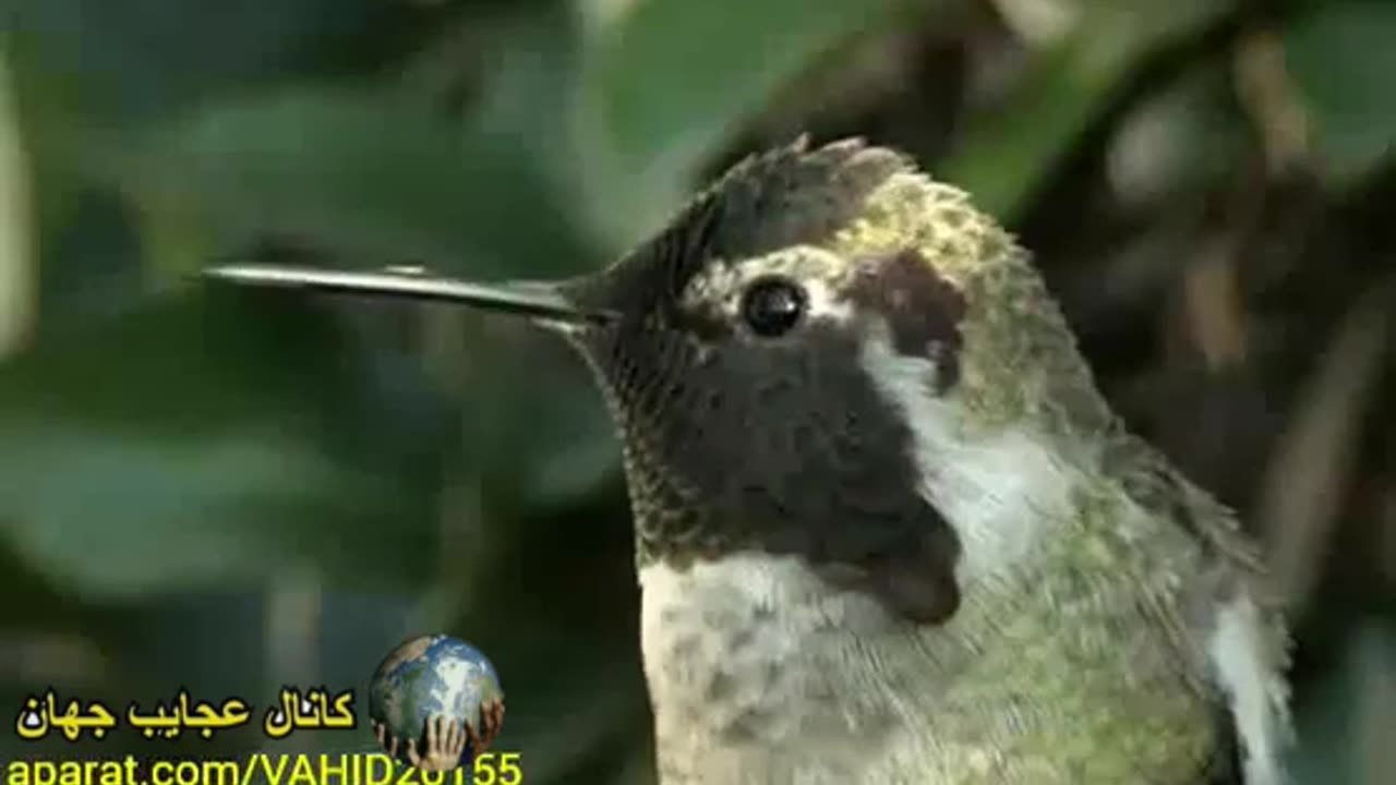 wonders of the world
