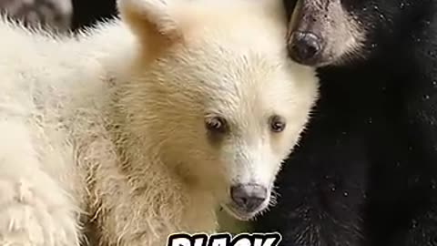 Incredible: 5 facts about animals you didn’t know
