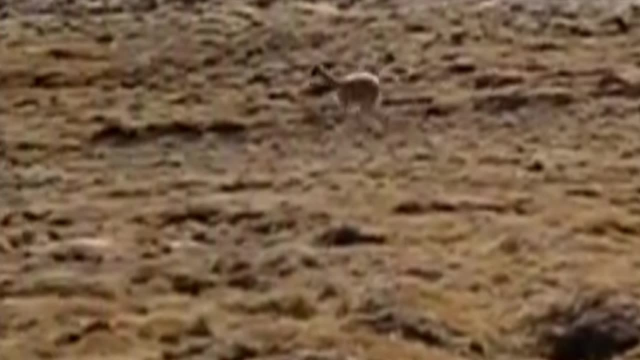 vicuña