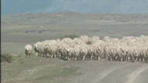 sheep