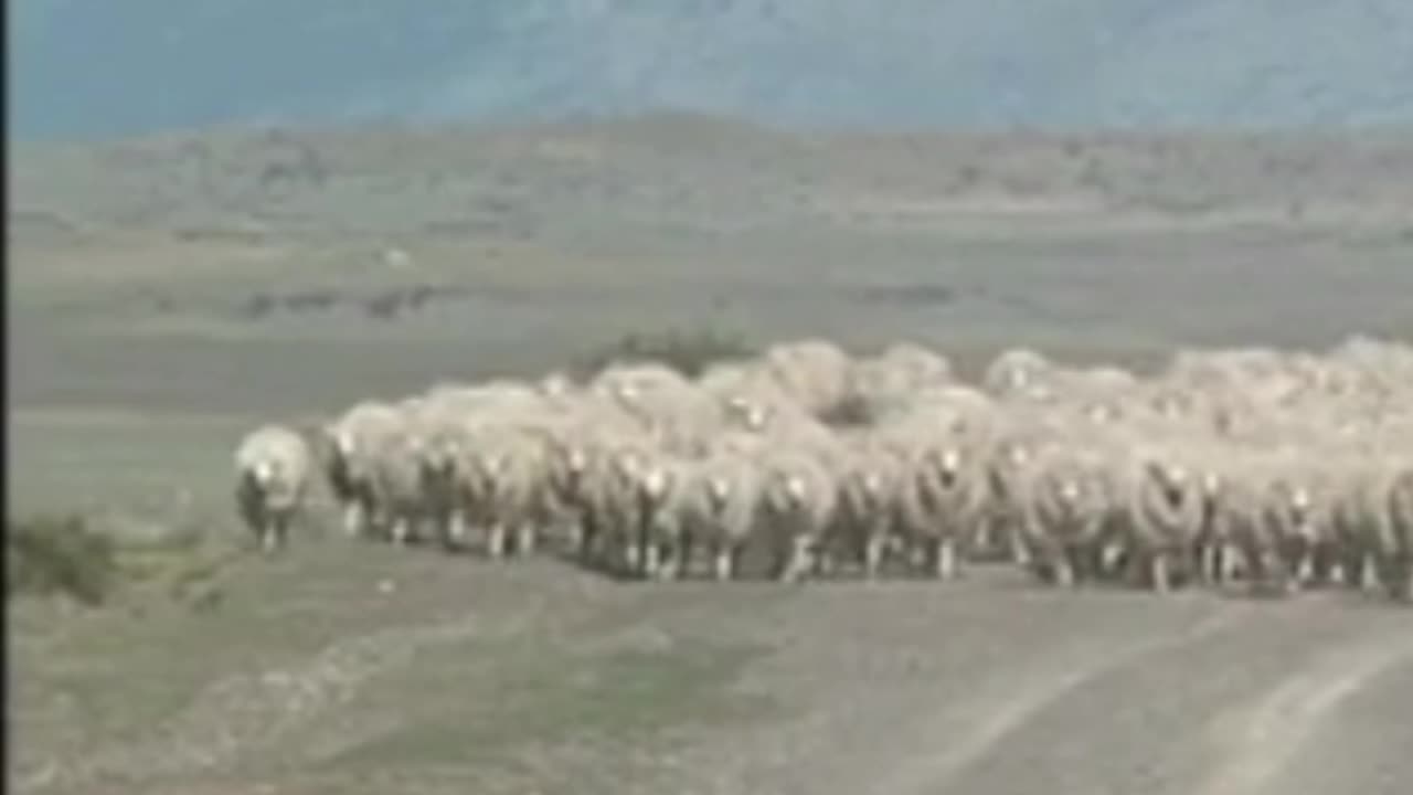 sheep