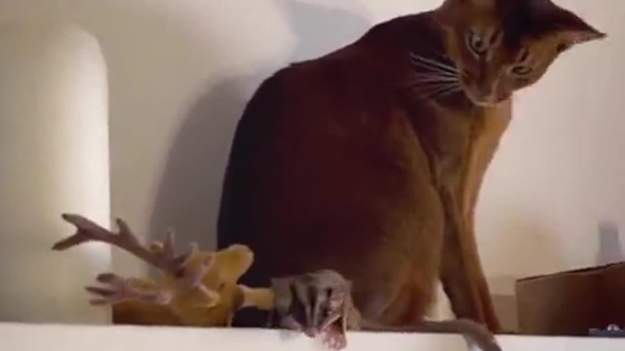 Adorable cat