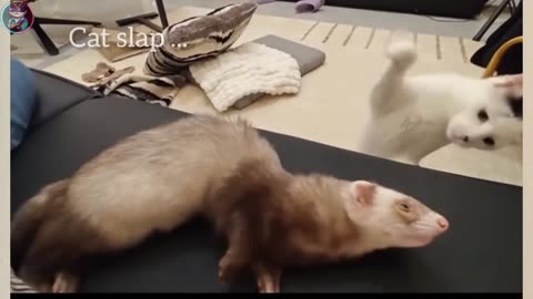 Funny Cats And Dogs 2025
