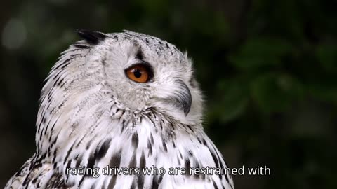 The Three Point Belt System