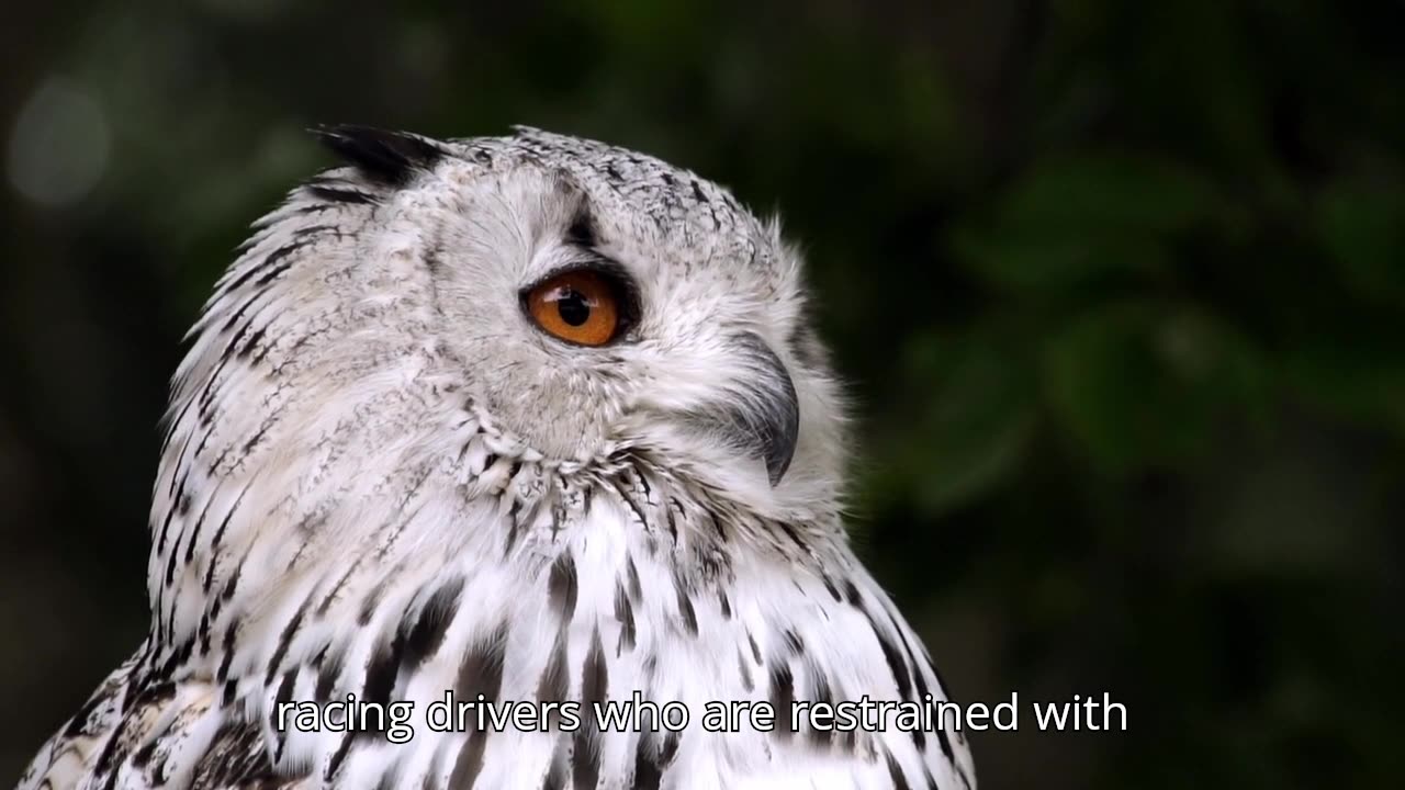 The Three Point Belt System