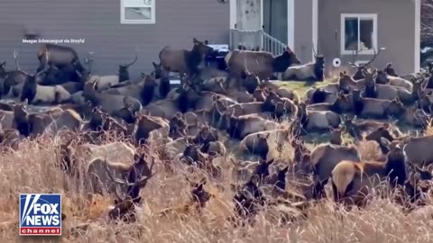 RAISE THE HOOF: A mother and daughter were left stunned after spotting a massive elk herd taking
