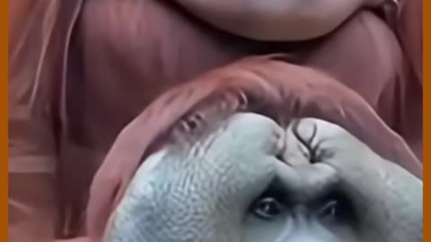 🖐️The Listening Hand🖐️