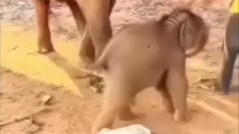 Funny 😂 video of elephants 🤣