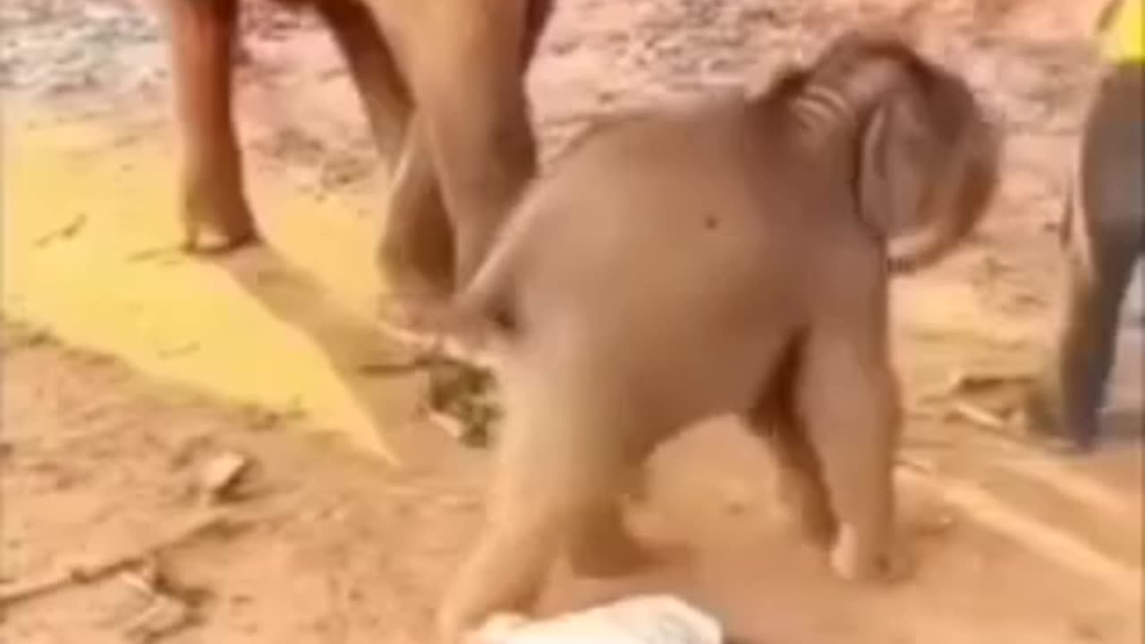 Funny 😂 video of elephants 🤣