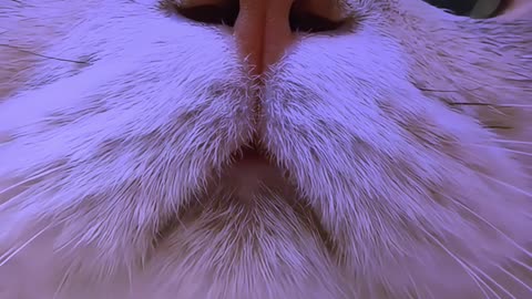 Cure all cries, cat cries