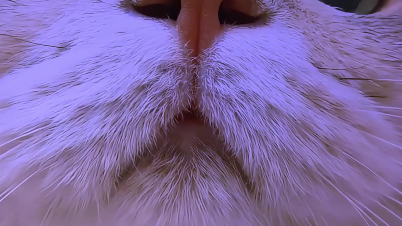 Cure all cries, cat cries