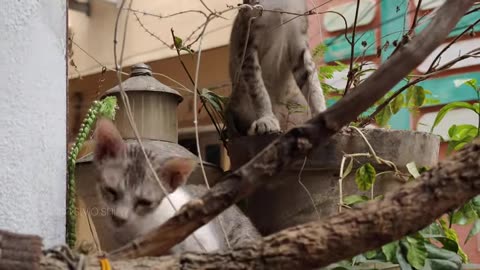 hilarious-animal-compilation-719 - funniest-cats-videos