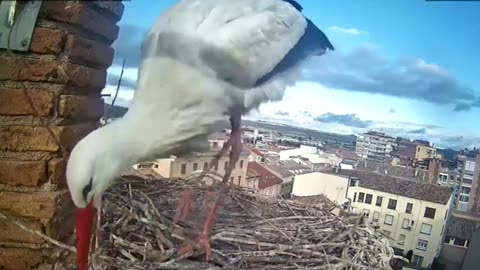 What would you come up with? So many twigs! - Ingenious stork