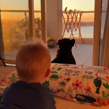 Piper the French Bulldog vs. Rainbow Lorikeets: Toddler Laughs!