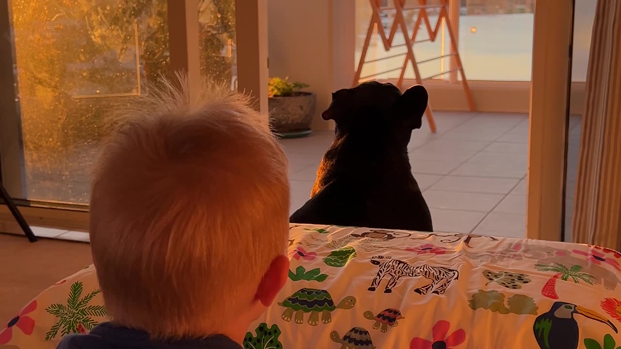 Piper the French Bulldog vs. Rainbow Lorikeets: Toddler Laughs!