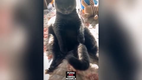 funny video