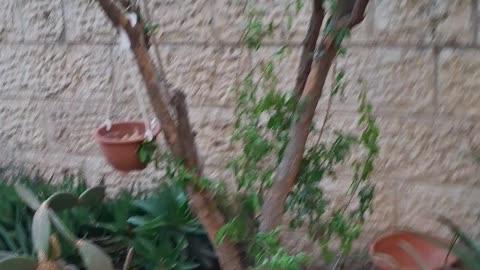 Walking through a garden after gardening work in South Jerusalem, Israel #gardening #plants #garden