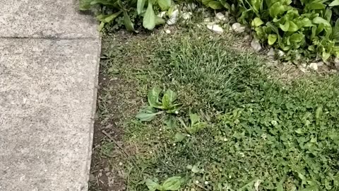 In The Garden