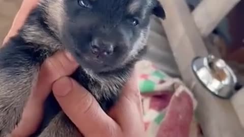 😂🐶 Dog vs Medication: The Funniest Battle Ever! | FunFM