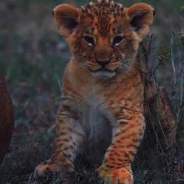 Каран истина