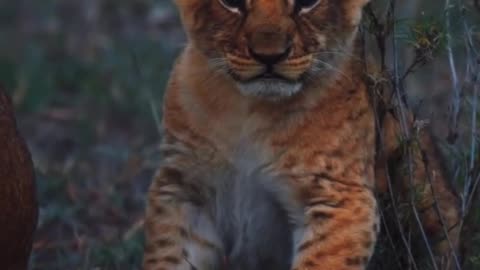 Каран истина