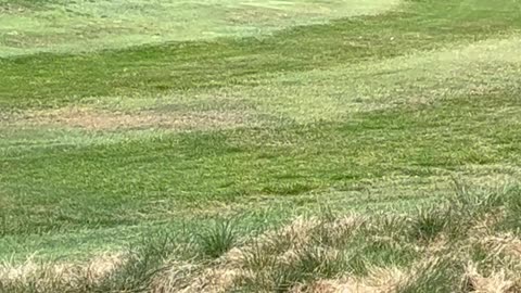 Golden Retriever Goes Full Happy Gilmore