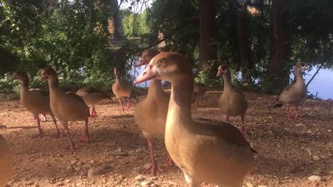 The duck called the pigeon, And the pigeons came obediently.