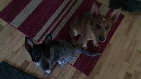 what good boys