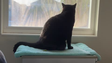 Cute Precious Piper Demonstrates Spa Etiquette - Adopting a Cat from a Shelter Vlog