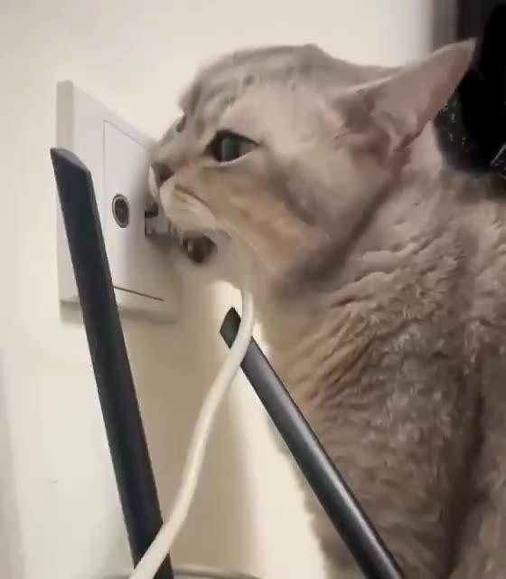 Your pet does not like you spending all that time online