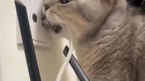 Your pet does not like you spending all that time online
